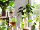 Water Plants